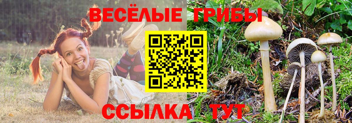 Псилоцибиновые грибы прущие грибы  Псилоцибиновые грибы Cubensis  Торжок  где купить наркотик  Вход с VPN 