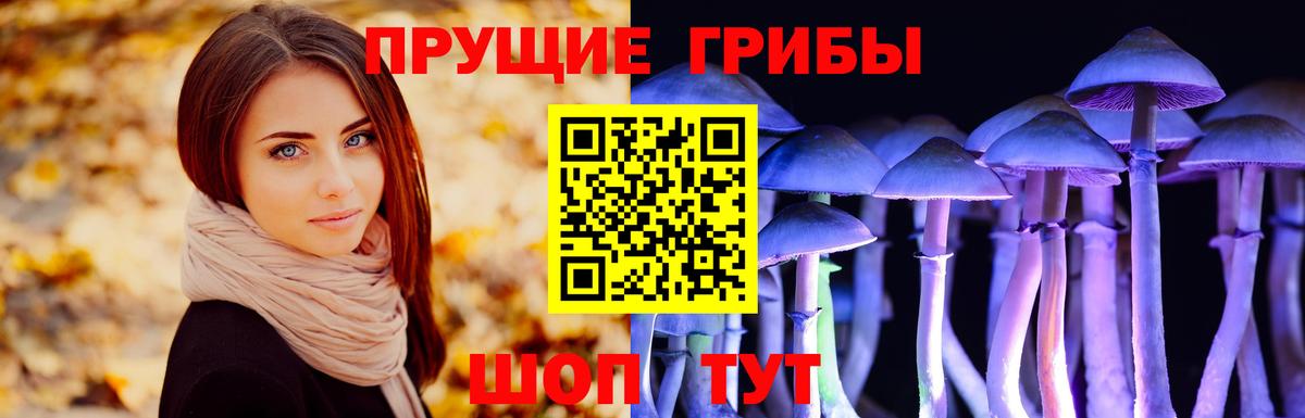 Галлюциногенные грибы Psilocybe Торжок